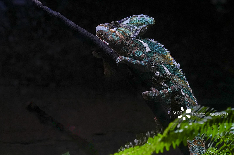 红山动物园高冠变色龙图片素材