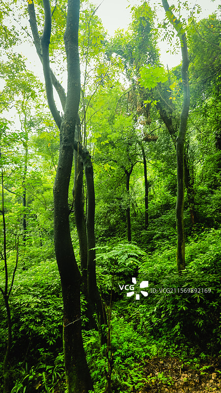 重庆，雨后的歌乐山，绿意盎然图片素材