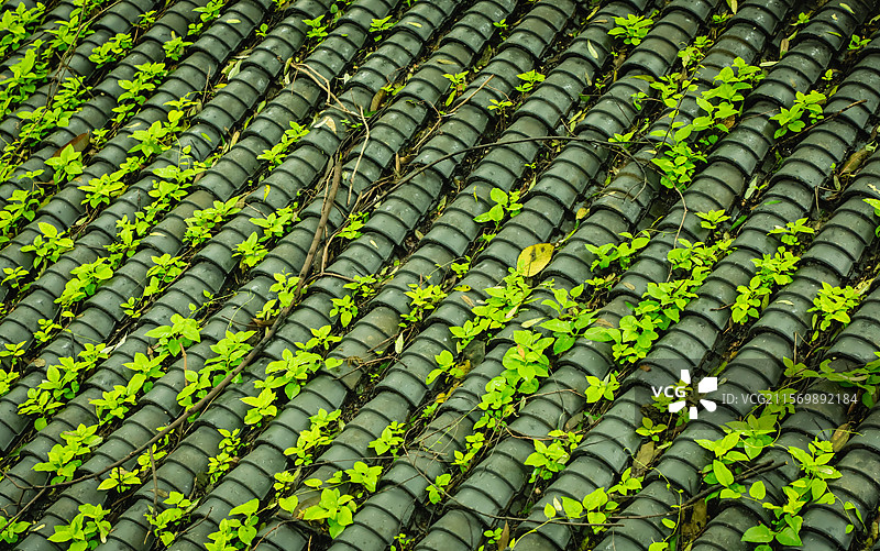 重庆，雨后的歌乐山，绿意盎然图片素材