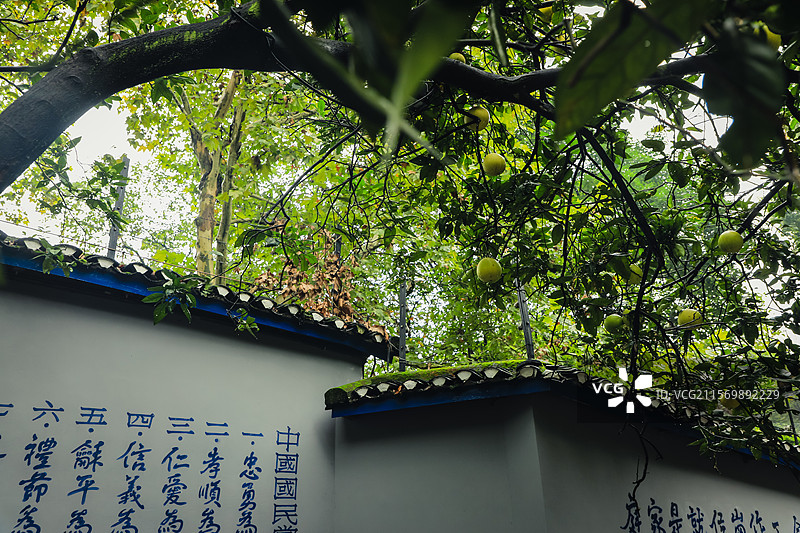 重庆，雨后的歌乐山，绿意盎然图片素材