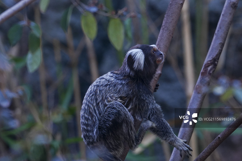 普通狨呈灰棕色，精致小V脸、大双眼皮 ，眼睛水汪汪 ，耳边有一簇白色长发，好似戴着毛茸茸白色耳罩，颇图片素材