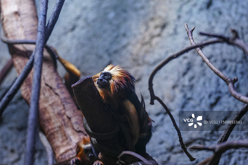 红山动物园金头狮面狨图片素材