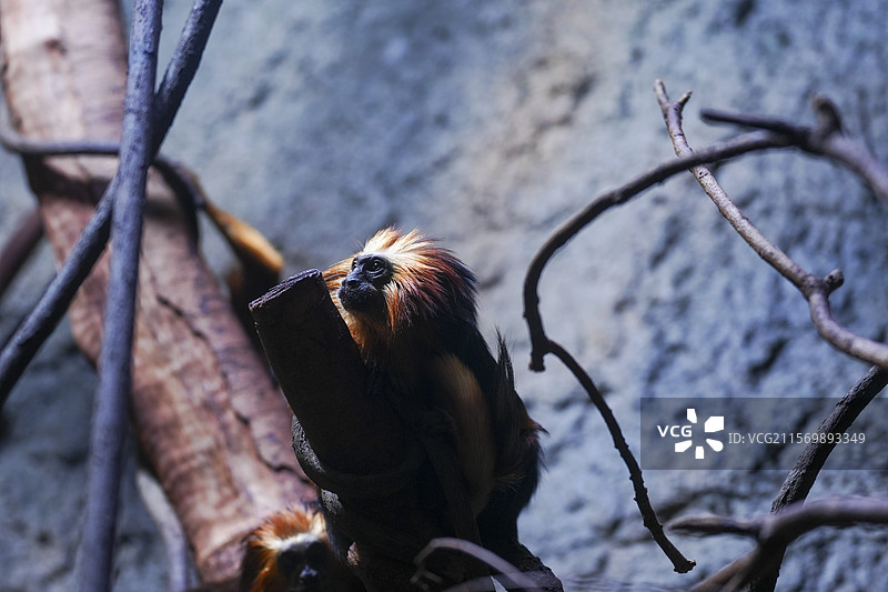 红山动物园金头狮面狨图片素材