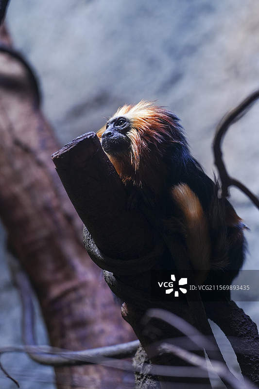 红山动物园金头狮面狨图片素材