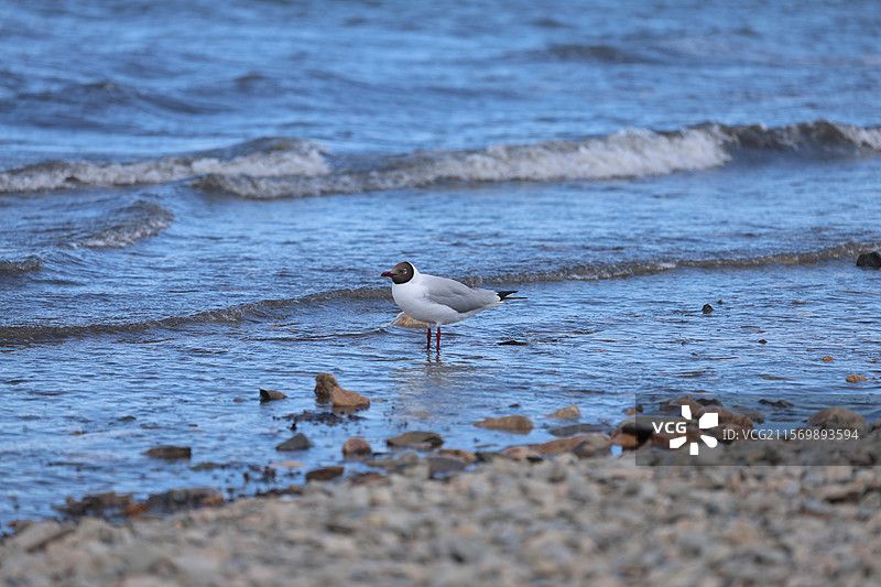 茶卡盐湖是一片雪白的幻境，天与地在此模糊了界限，人影倒映如坠梦中，美得近乎荒凉。  旅行的意义，或许图片素材
