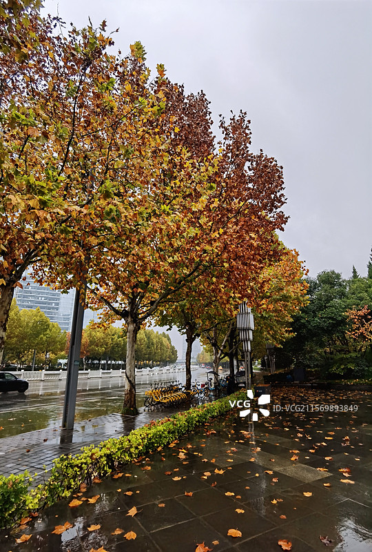 秋雨梧桐叶落时图片素材