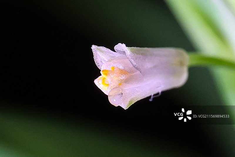 盆中吊兰图片素材