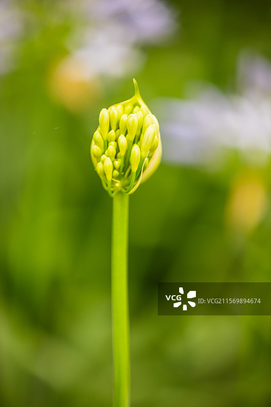 《百子莲》（一）：昆明昙华寺的百子莲，又叫蓝花君子兰等，花语有代表“恋爱的造访，恋爱的通信”之意。图片素材