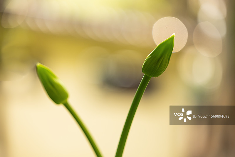 《百子莲》（一）：昆明市昙华寺公园渐开的百子莲，又叫蓝花君子兰、非洲百合等，花语有代表“恋爱的造访，图片素材