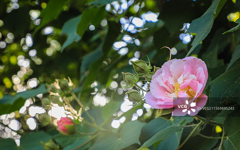 木芙蓉的花和叶图片素材