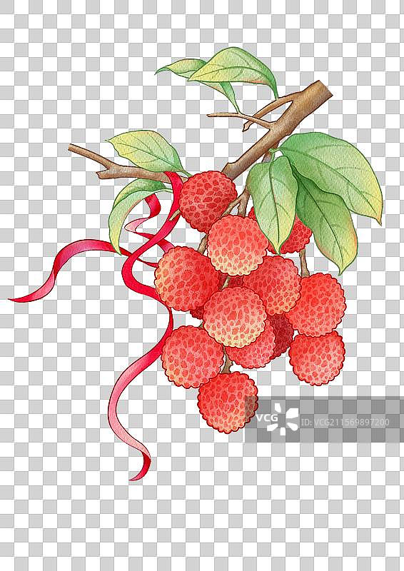 免抠元素荔枝图片素材