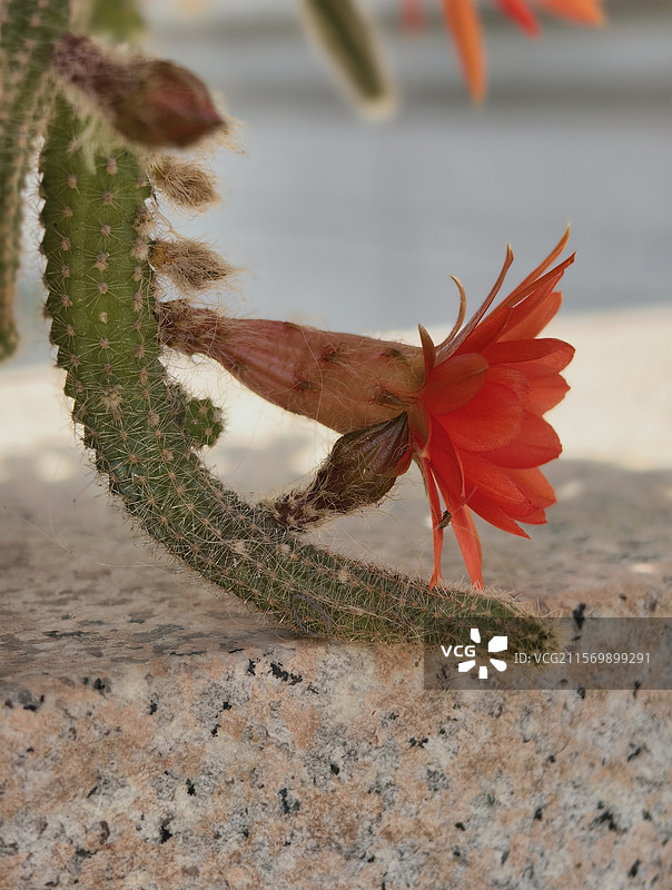 落地生花图片素材