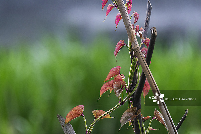 鲜嫩的淮山藤图片素材