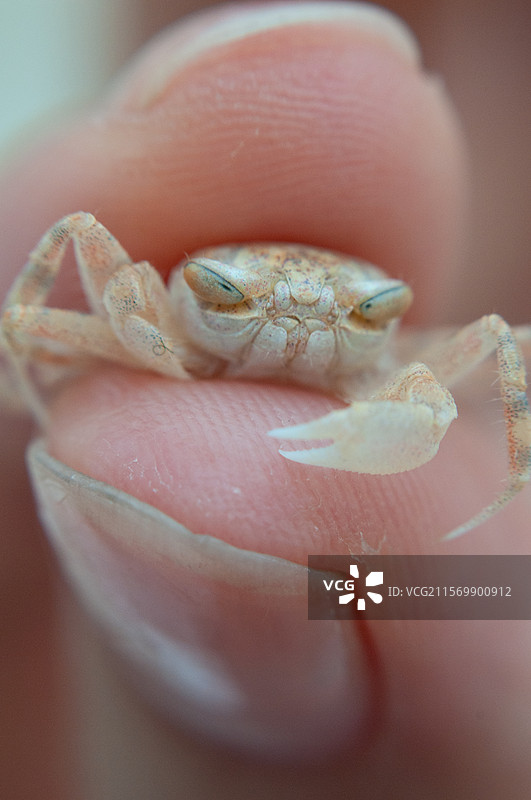 抓螃蟹，赶海，图片素材