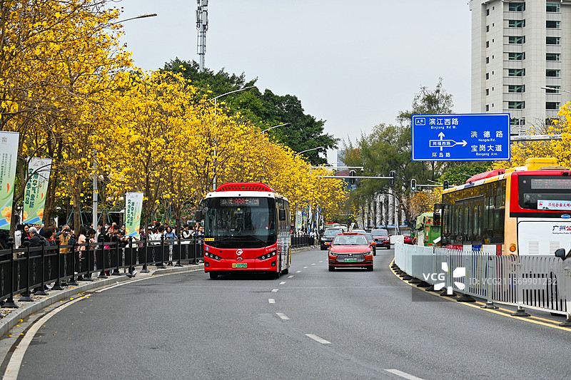 广州路边开放的黄花风铃木与驶来的公交车图片素材