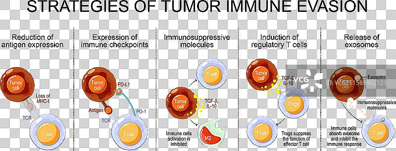 肿瘤免疫逃逸抗原逃逸图片素材