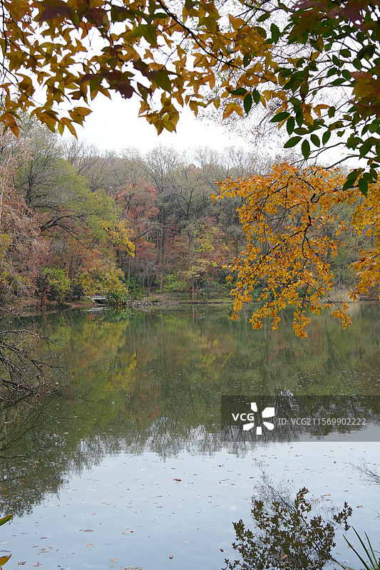 南京 钟山 钟山风景区 秋天 枫叶 黄叶 阴天 灵谷景区 万工池图片素材