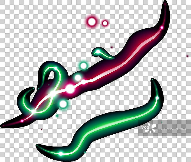 人类肝脏和胰腺的展示图片素材