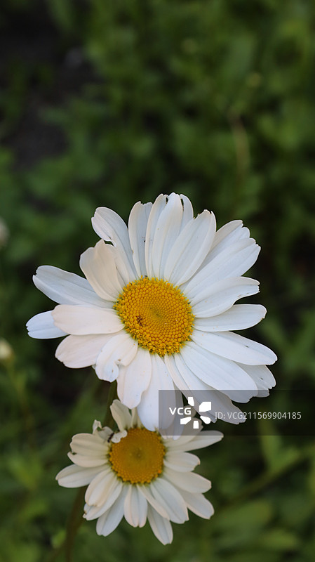 安徒生花园里的雏菊图片素材