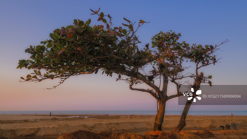 五源河口树坚强图片素材