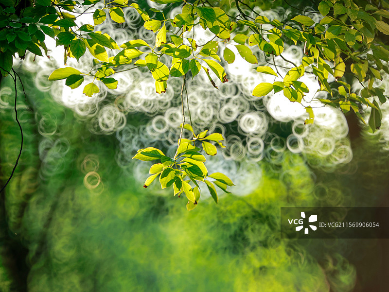 林中甜甜圈图片素材