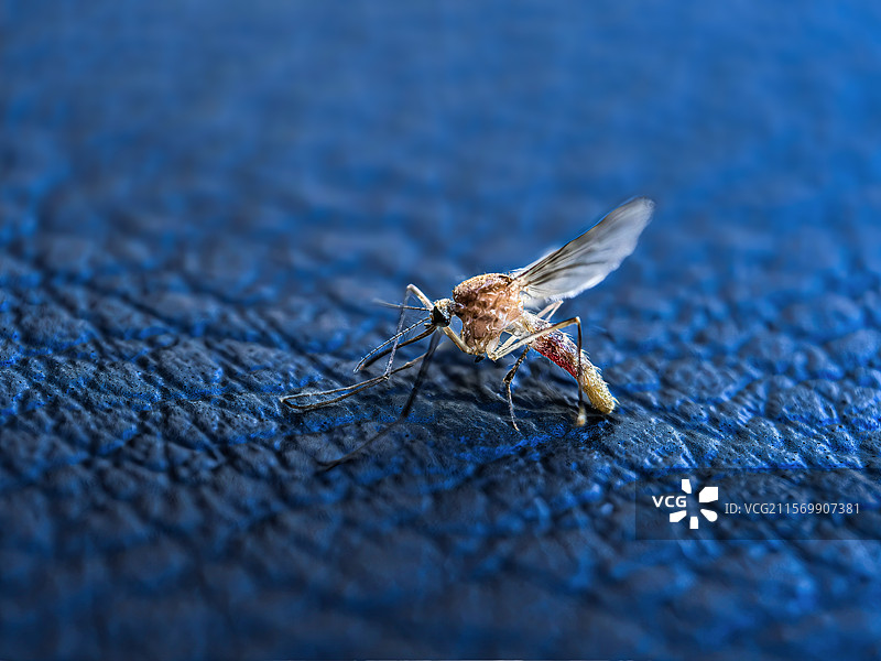 嗜血者图片素材