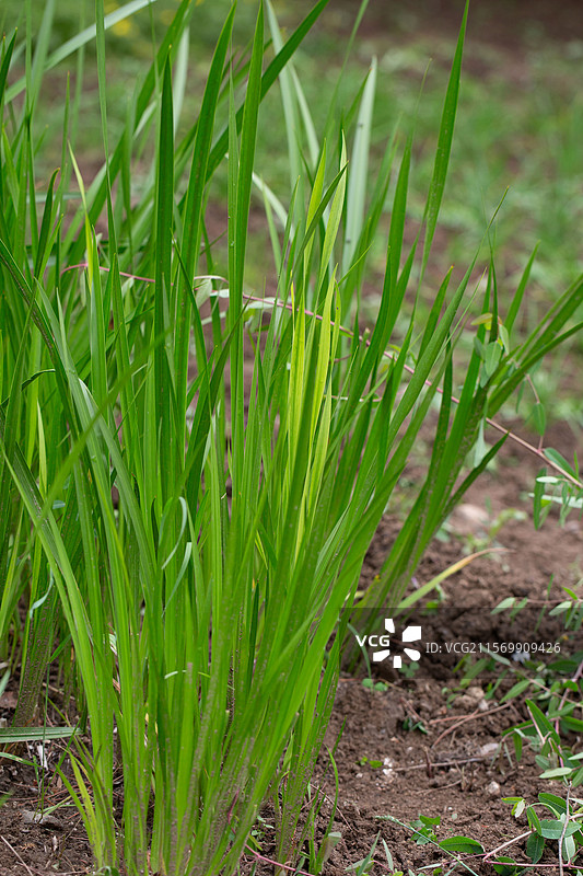 中国传统节日端午菖蒲图片素材