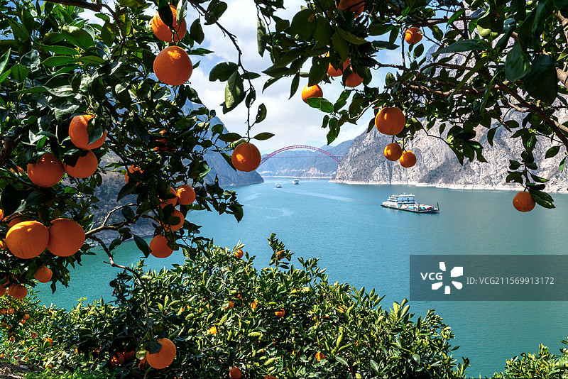 滚装船行驶在风光秀丽的长江三峡西陵峡河段，两岸脐橙飘香图片素材