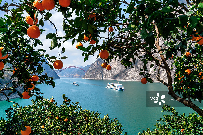 旅游船行驶在风光秀丽的长江三峡西陵峡河段，两岸脐橙飘香图片素材