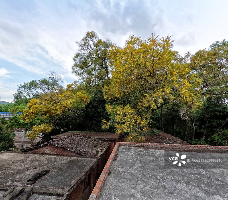 几棵相思树正花期中格外漂亮全景图图片素材