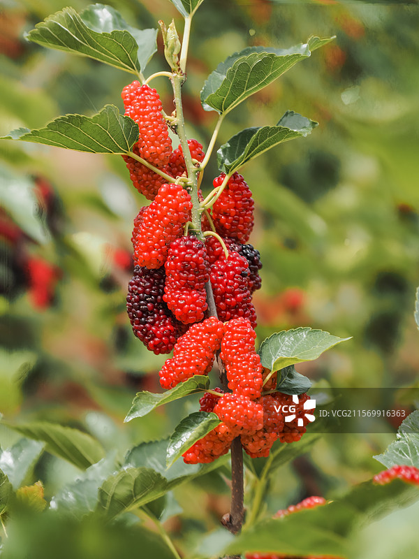 桑葚果实特写图片素材