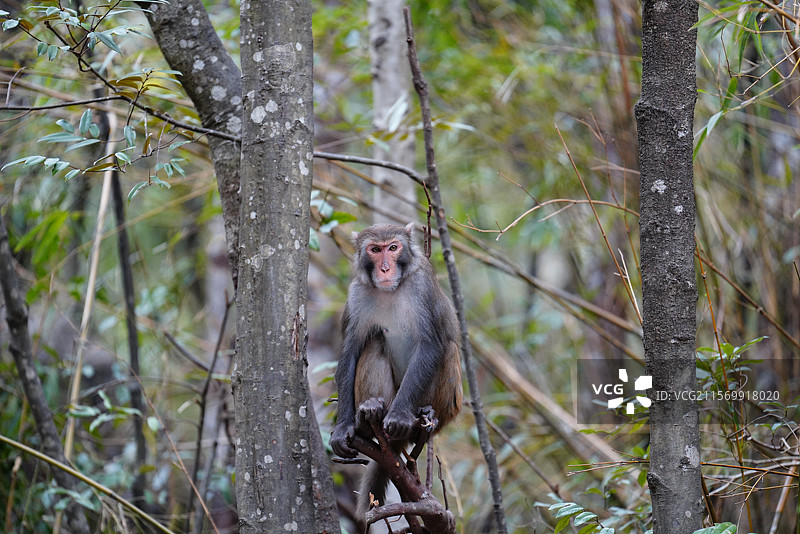 广西贺州姑婆山独坐树枝上的野生猕猴图片素材