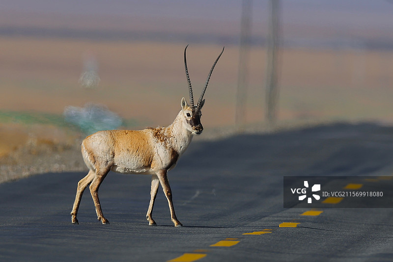 藏羚羊 可可西里图片素材