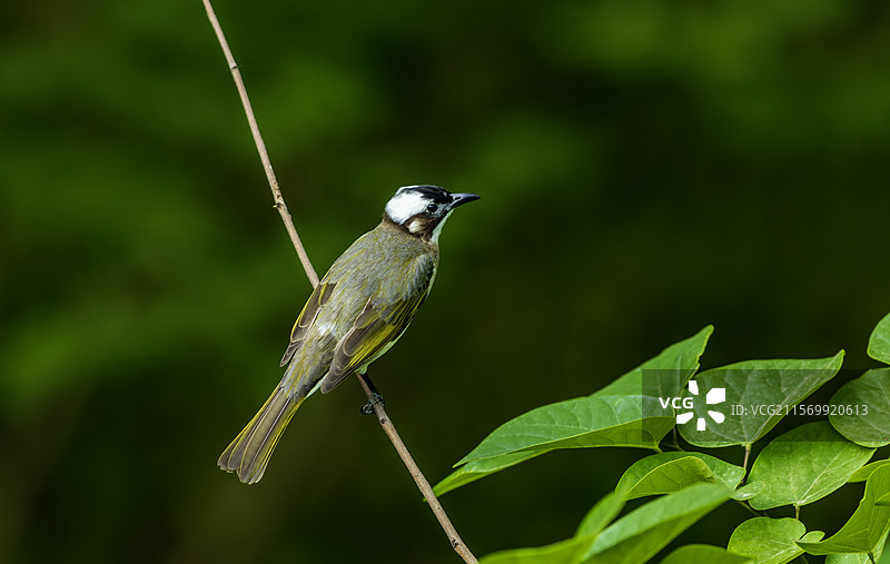 城市公园里树枝上的白头鹎Light - vented Bulbul图片素材