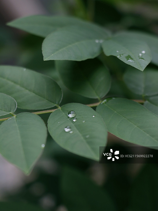 绿色树叶上点缀着雨后的水珠特写（环保、自然）图片素材