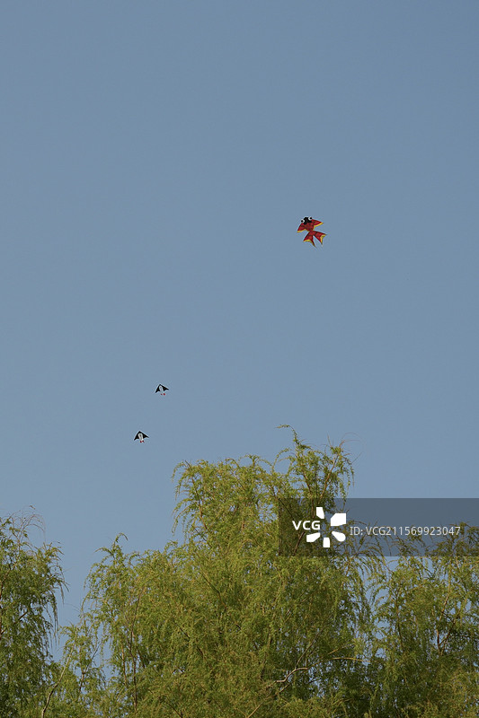 金鱼风筝在蓝天上飞图片素材