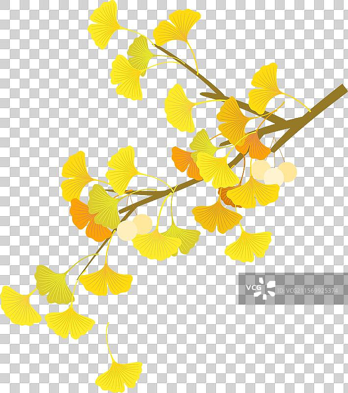 矢量插画秋天金黄色的银杏树枝叶图片素材