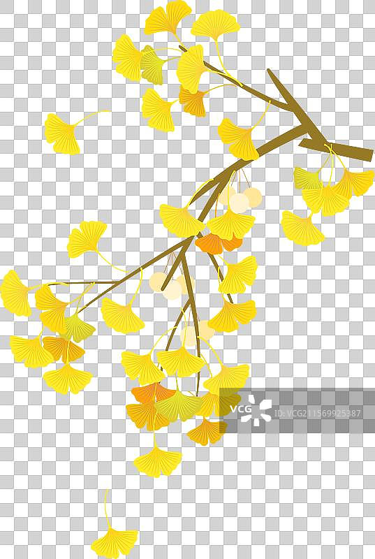 矢量插画秋天金黄色的银杏树枝叶图片素材