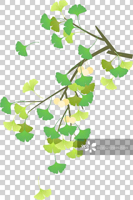 矢量插画绿色的银杏树枝叶图片素材
