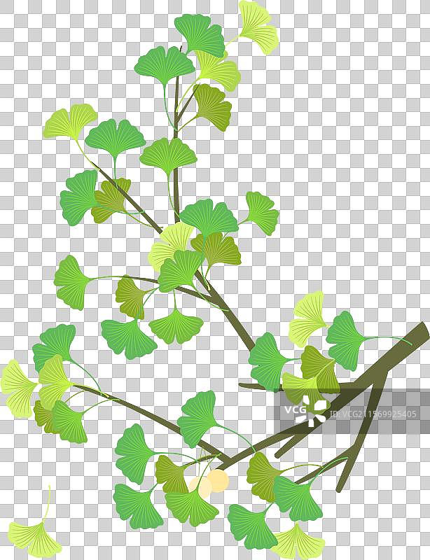 矢量插画绿色的银杏树枝叶图片素材