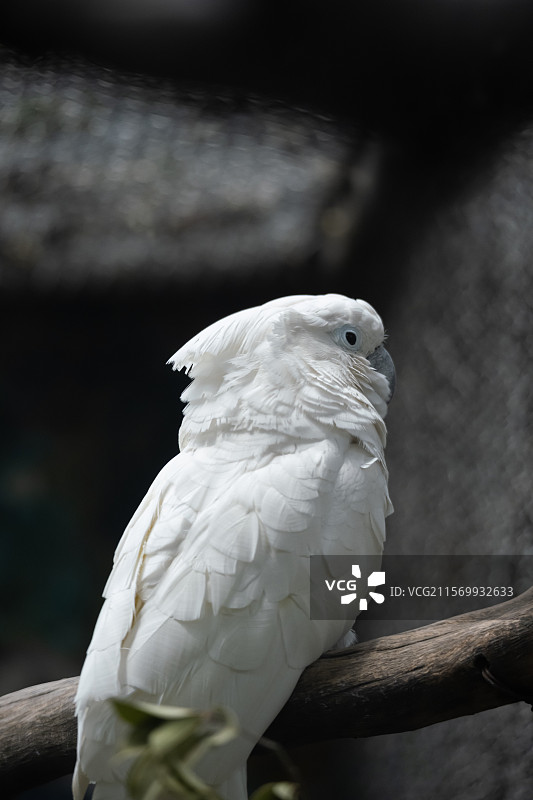 南京红山动物园白凤头鹦鹉图片素材