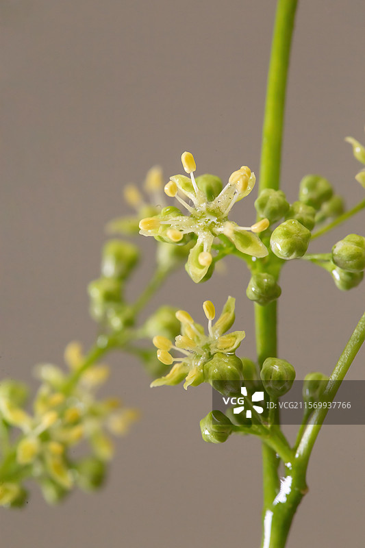 臭椿树的花图片素材