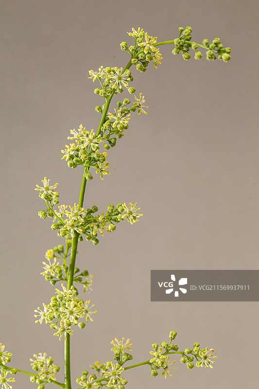 臭椿树的花图片素材