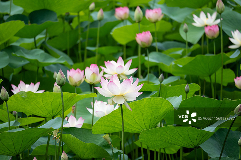 成都文化公园荷花图片素材