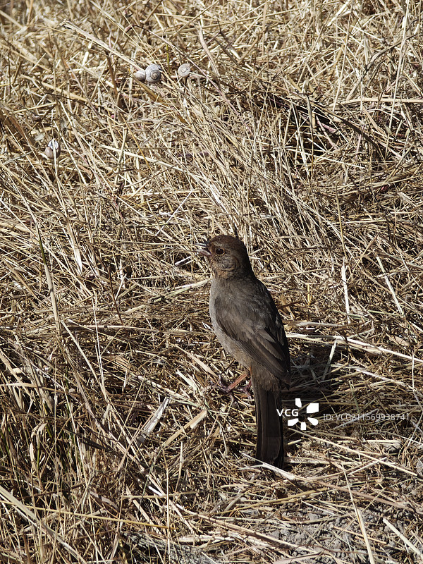 加州地雀鹀/加州唧鹀图片素材