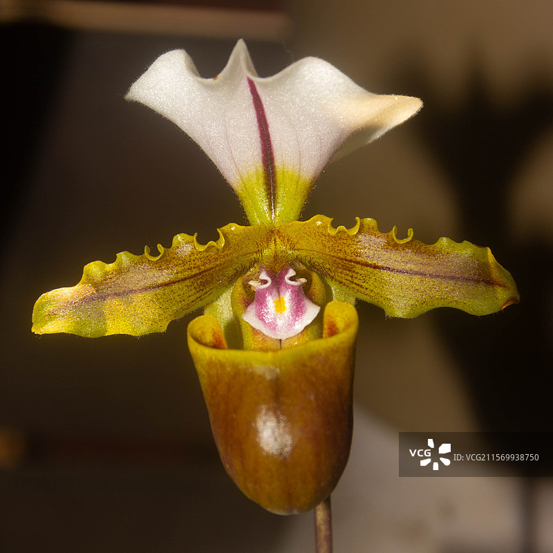 盛开的兜兰图片素材