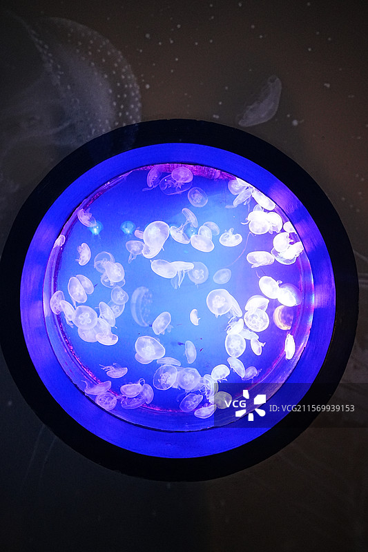 水母的优雅舞姿图片素材