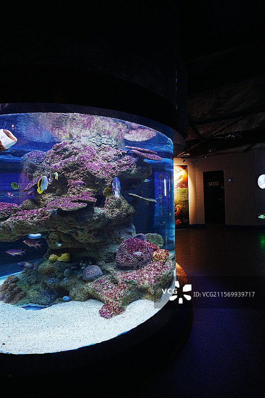 海底世界的绚丽生态图片素材