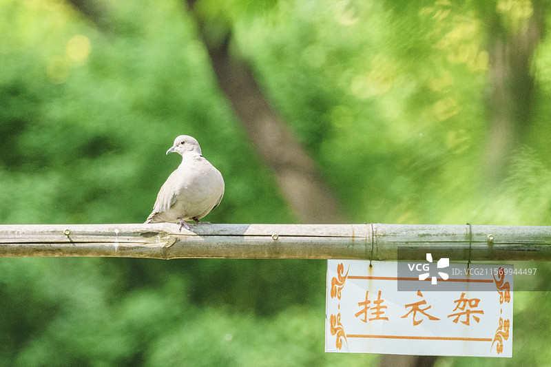 灰斑鸠图片素材