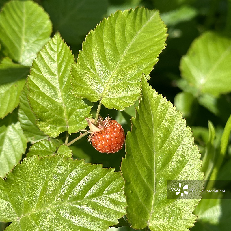 微距镜头下的树莓图片素材